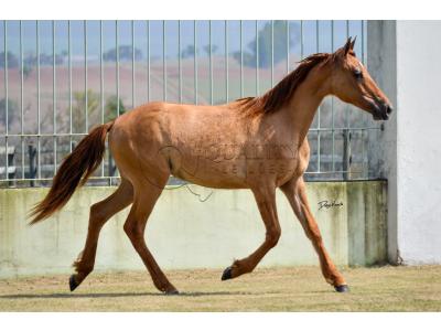 LOTE 012 - MAMA ZORRERO KEYS
