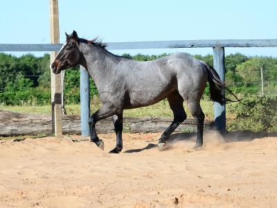 LOTE 102 - ONCE IN METAL (Coberturas)