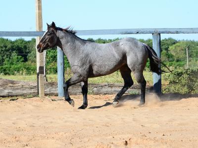 LOTE 100 - ONCE IN METAL (Coberturas)