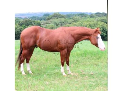 LOTE 017 - GUNNER BET TAM (Coberturas)