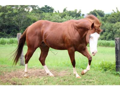 LOTE 017 - GUNNER BET TAM (Coberturas)