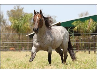 LOTE 024 - METALLIC REY STAR 4M (Coberturas)