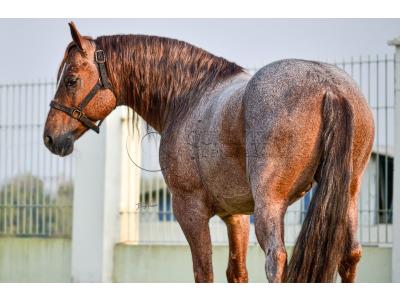 LOTE -100 - JACK DUAL KEYS RM (COBERTURA)