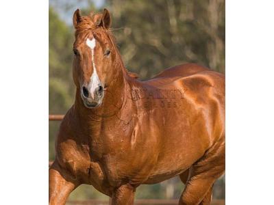 LOTE 042 - VPJ MAJESTIC CAT (Cobeturas)