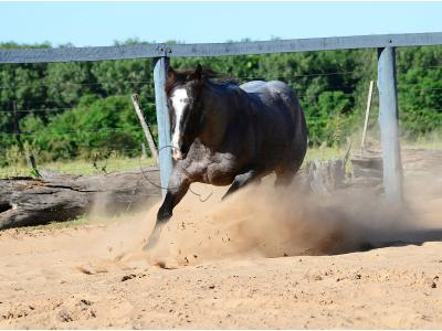 LOTE 100 - ONCE IN METAL (Coberturas)