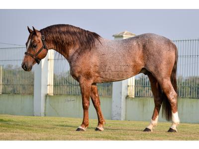 LOTE -100 - JACK DUAL KEYS RM (COBERTURA)