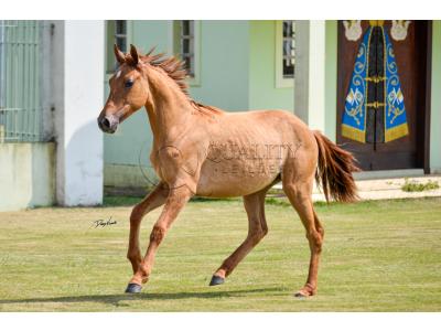 LOTE 012 - MAMA ZORRERO KEYS