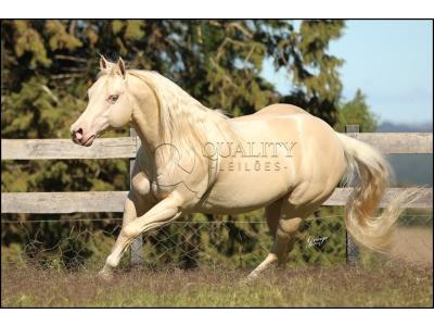 LOTE 007 - WHITE IN EXCESS DAN