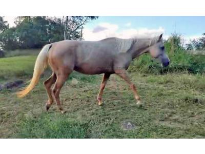 LOTE 007 - YELLOW HEAVENS DOC