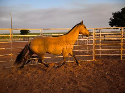 LOTE 004 - DAKOTA BARS LADY