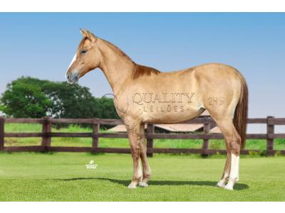 LOTE 021 - ATHENA MSM