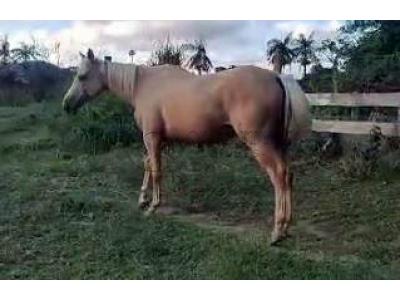 LOTE 007 - YELLOW HEAVENS DOC