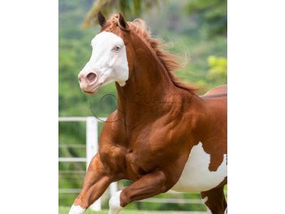LOTE 006 - POP SUPER GUNNER