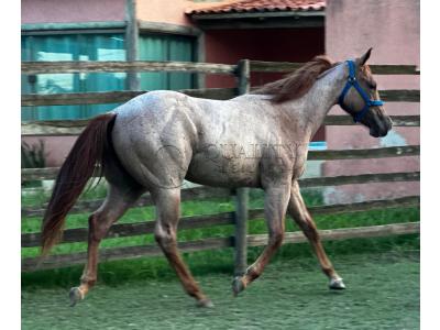 LOTE 009 - PRINCESS JAY KEYS