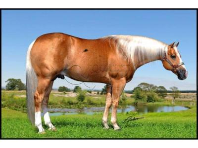 LOTE 010 - BIG SHINER