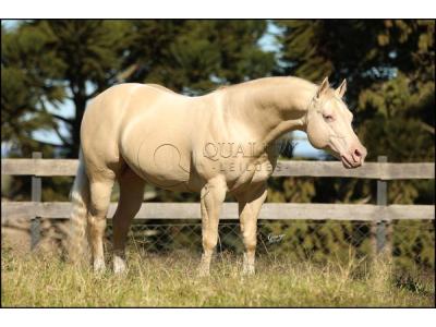 LOTE 007 - WHITE IN EXCESS DAN