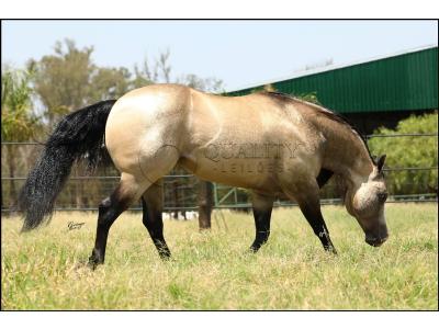 LOTE 012 - JUST IN HOLLYGUN QR