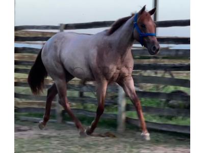 LOTE 009 - PRINCESS JAY KEYS