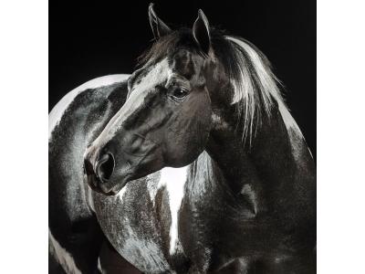 LOTE 004 - BRIGALENA RICOCHET HRM - TE