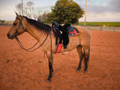 LOTE 004 - DAKOTA BARS LADY