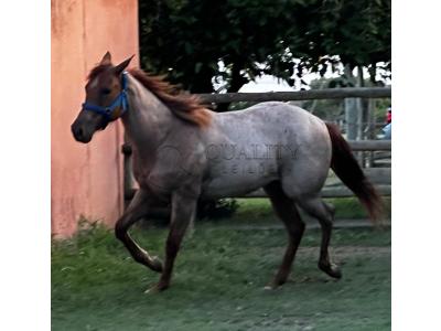 LOTE 009 - PRINCESS JAY KEYS