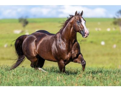 LOTE -200 - LITTLE JAZZAREY (Coberturas)