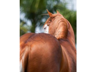 LOTE 006 - POP SUPER GUNNER
