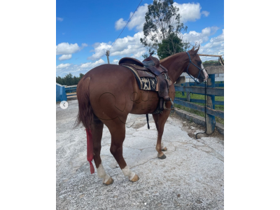 LOTE 009 - SPOOK N CHIC