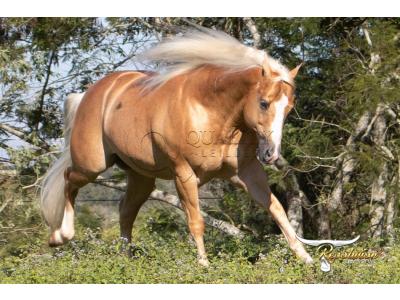 LOTE 010 - BIG SHINER