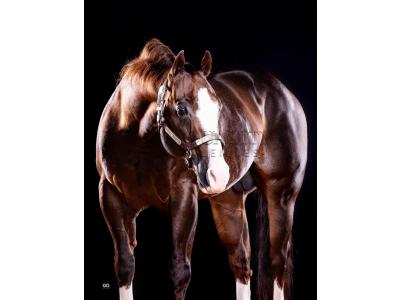 LOTE -200 - LITTLE JAZZAREY (Coberturas)