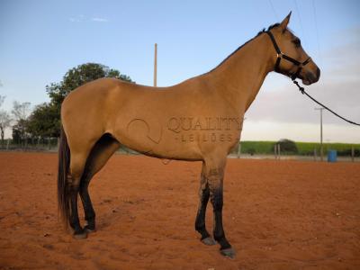 LOTE 004 - DAKOTA BARS LADY