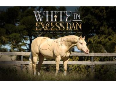 LOTE 007 - WHITE IN EXCESS DAN