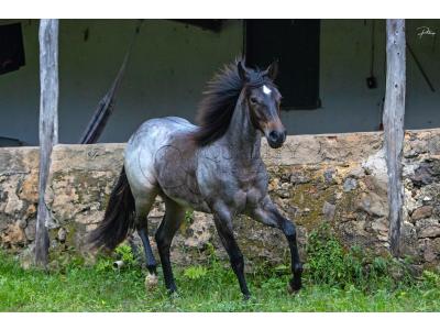 LOTE 014 - MARY HESACAT STEEL