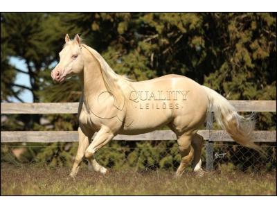 LOTE 007 - WHITE IN EXCESS DAN