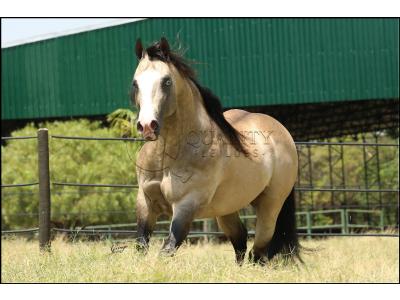 LOTE 012 - JUST IN HOLLYGUN QR