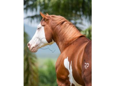 LOTE 006 - POP SUPER GUNNER
