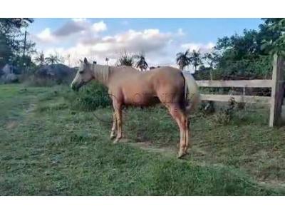 LOTE 007 - YELLOW HEAVENS DOC