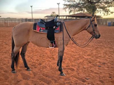 LOTE 004 - DAKOTA BARS LADY