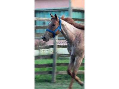 LOTE 009 - PRINCESS JAY KEYS