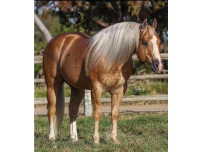 LOTE 010 - BIG SHINER