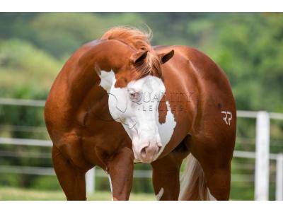 LOTE 006 - POP SUPER GUNNER