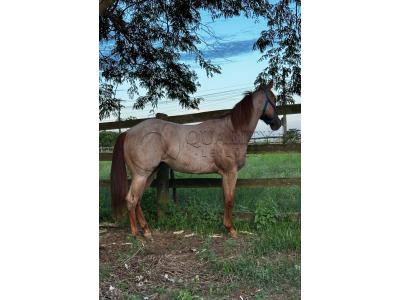 LOTE 009 - PRINCESS JAY KEYS