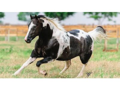 LOTE 004 - BRIGALENA RICOCHET HRM - TE