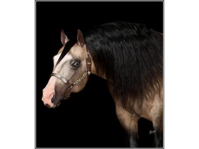 LOTE 012 - JUST IN HOLLYGUN QR