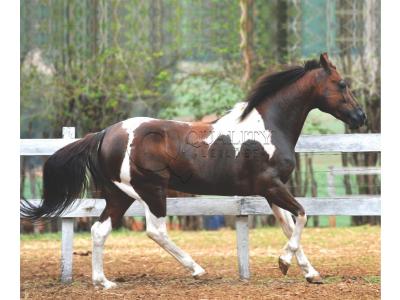 LOTE 001 - JR SMART HANGIN