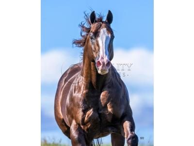 LOTE -200 - LITTLE JAZZAREY (Coberturas)