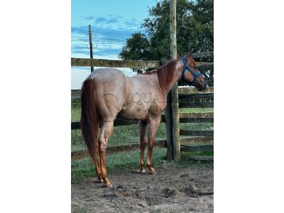 LOTE 009 - PRINCESS JAY KEYS
