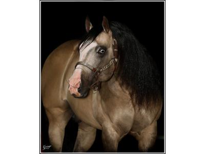 LOTE 012 - JUST IN HOLLYGUN QR