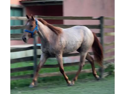 LOTE 009 - PRINCESS JAY KEYS