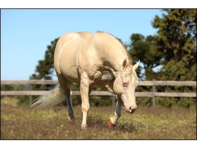 LOTE 007 - WHITE IN EXCESS DAN